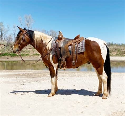 Weatherford, Texas 76087 USA. . Horses for sale houston